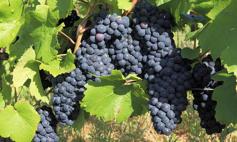 Cépages rouges II HGU